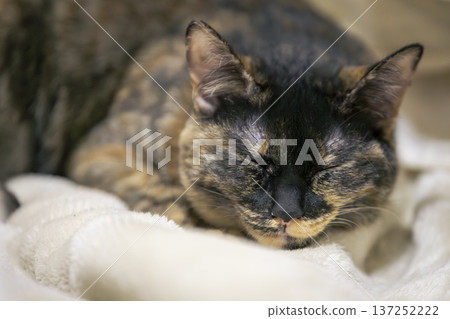Sabi cat Sabi cat 137252222