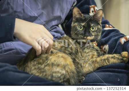 Sabi cat Sabi cat 137252314