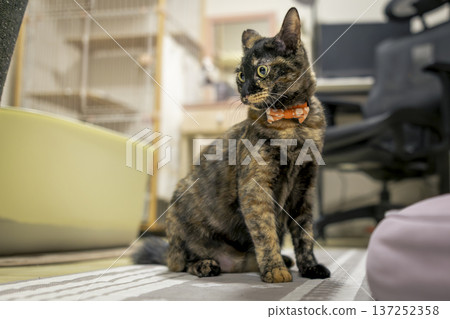 Sabi cat Sabi cat 137252358