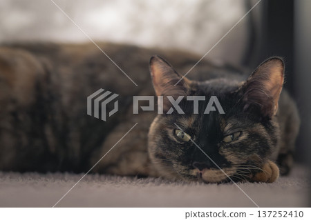 Sabi cat Sabi cat 137252410