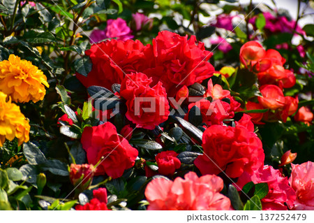 Roses in the garden with sunlight. Roses with green leaves in rural. Flower and plant. Roses in the garden with sunlight. Roses with green leaves in rural. Flower and plant. 137252479