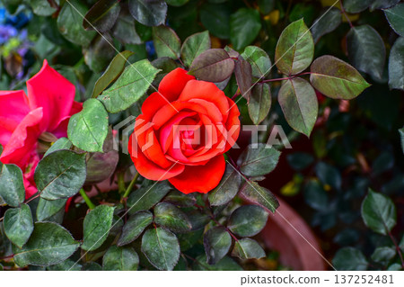 Roses in the garden with sunlight. Roses with green leaves in rural. Flower and plant. Roses in the garden with sunlight. Roses with green leaves in rural. Flower and plant. 137252481
