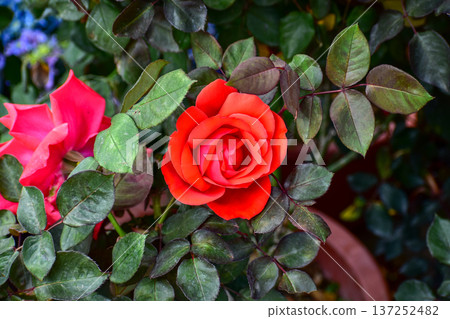 Roses in the garden with sunlight. Roses with green leaves in rural. Flower and plant. Roses in the garden with sunlight. Roses with green leaves in rural. Flower and plant. 137252482