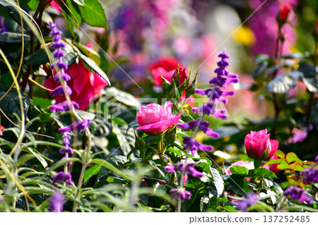 Roses in the garden with sunlight. Roses with green leaves in rural. Flower and plant. Roses in the garden with sunlight. Roses with green leaves in rural. Flower and plant. 137252485