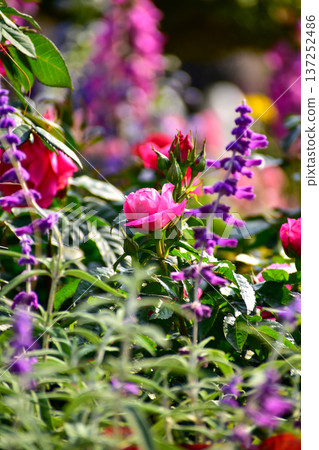 Roses in the garden with sunlight. Roses with green leaves in rural. Flower and plant. 137252486