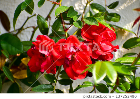 Roses in the garden with sunlight. Roses with green leaves in rural. Flower and plant. Roses in the garden with sunlight. Roses with green leaves in rural. Flower and plant. 137252490