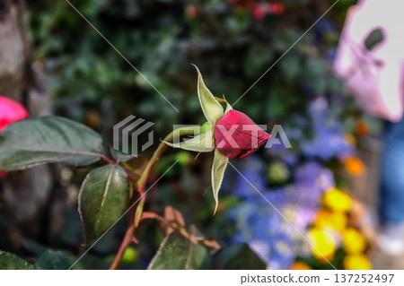 Roses in the garden with sunlight. Roses with green leaves in rural. Flower and plant. 137252497