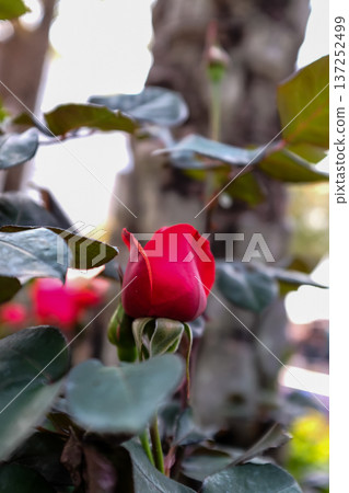 Roses in the garden with sunlight. Roses with green leaves in rural. Flower and plant. Roses in the garden with sunlight. Roses with green leaves in rural. Flower and plant. 137252499