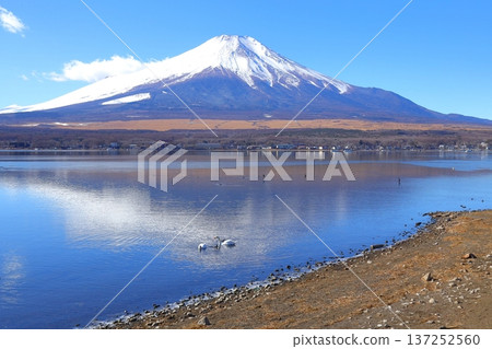 山中湖長池水上樂園的富士山 山中湖長池水上樂園的富士山 137252560