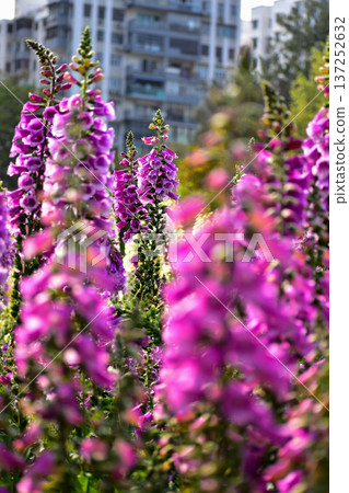 Close-up of Digitalis purpurea, the foxglove or common foxglove, in the garden. Pink flowers in the rural. Flower and plant. Close-up of Digitalis purpurea, the foxglove or common foxglove, in the garden. Pink flowers in the rural. Flower and plant. 137252632
