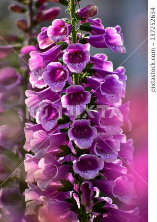 Close-up of Digitalis purpurea, the foxglove or common foxglove, in the garden. Pink flowers in the rural. Flower and plant. 137252634