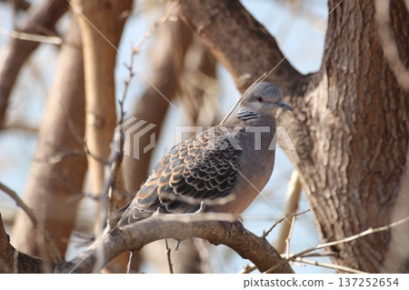 The simple appearance of a Turtle Dove standing in nature The simple appearance of a Turtle Dove standing in nature 137252654