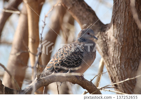 The silence of a turtle dove bathed in the soft winter light 137252655
