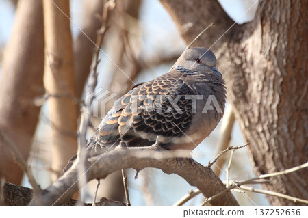 A close-up of a turtle dove with beautiful scale-like feathers 137252656