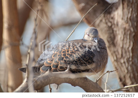 Profile of a Turtle Dove with its distinctive striped neck Profile of a Turtle Dove with its distinctive striped neck 137252657