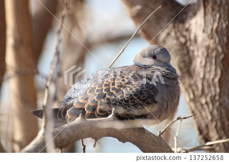 一隻野生斑鳩棲息在樹枝上。 一隻野生斑鳩棲息在樹枝上。 137252658