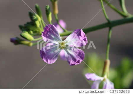 A beautiful purple bouquet of wild radish flowers that brighten up spring A beautiful purple bouquet of wild radish flowers that brighten up spring 137252663