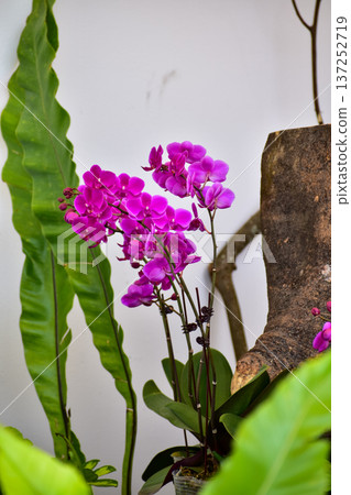 Purple orchid flowers in the garden.  Purple orchid flowers in rural. Flower and plant. 137252719