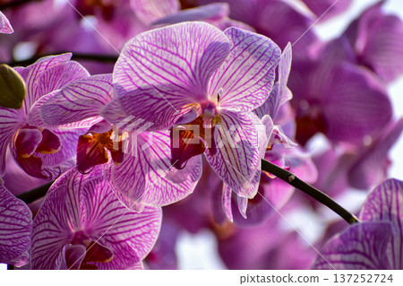 Purple orchid flowers in the garden. Purple orchid flowers in rural. Flower and plant. Purple orchid flowers in the garden. Purple orchid flowers in rural. Flower and plant. 137252724