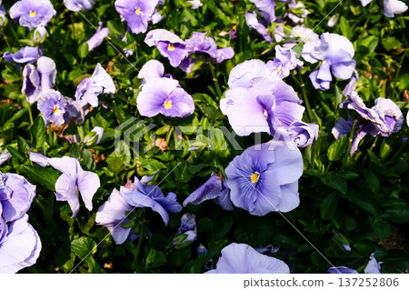 Close-up of light blue pansy, pansy viola, in the garden. Beautiful Lilac Viola flowers in the rural. Flower and plant. 137252806