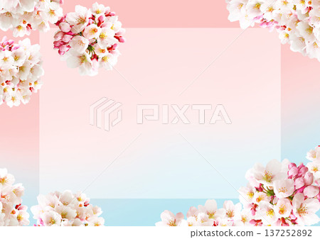 Cherry blossom background 137252892