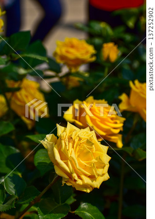 Close-up of yellow rose in the garden with sunlight on it. Yellow rosa with green leaves in the afternoon in rural. Flower and plant. 137252902