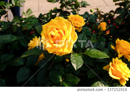 Close-up of yellow rose in the garden with sunlight on it. Yellow rosa with green leaves in the afternoon in rural. Flower and plant. Close-up of yellow rose in the garden with sunlight on it. Yellow rosa with green leaves in the afternoon in rural. Flower and plant. 137252918