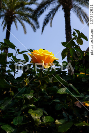 Close-up of yellow rose in the garden with sunlight on it. Yellow rosa with green leaves in the afternoon in rural. Flower and plant. Close-up of yellow rose in the garden with sunlight on it. Yellow rosa with green leaves in the afternoon in rural. Flower and plant. 137252931