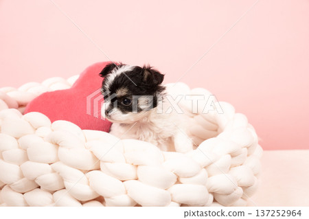 pinkback and chihuahua puppy pinkback and chihuahua puppy 137252964
