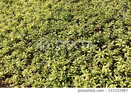 Azalea hedge background material 137252967