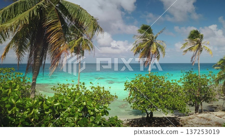 French Polynesia, Rangiroa island: aerial perspective of tropical paradise, swaying palm trees and vibrant turquoise ocean waters. The serene coastline lush green vegetation. Drone flight French Polynesia, Rangiroa island: aerial perspective of tropical paradise, swaying palm trees and vibrant turquoise ocean waters. The serene coastline lush green vegetation. Drone flight 137253019