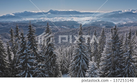Aerial drone revealing a vast pine forest covered in snow, with the majestic Carpathian Mountains rising under a clear blue sky, serene winter landscape. Winter wild nature travel background 137253140
