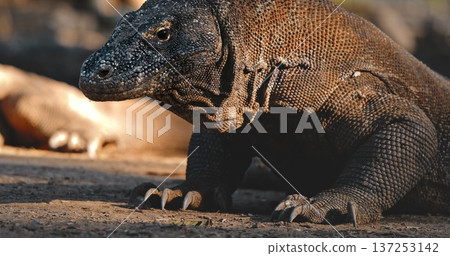Large Komodo dragon (Varanus Komodoensis) resting on the ground on Rinca Island, Komodo National Park, Indonesia, a popular tourist destination for wildlife enthusiasts 137253142