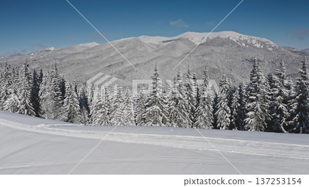 Aerial view snow covered fir trees and majestic mountain peaks rising beneath a clear blue sky, highlighting the tranquil beauty of a winter landscape in a remote wilderness. Nature travel background 137253154