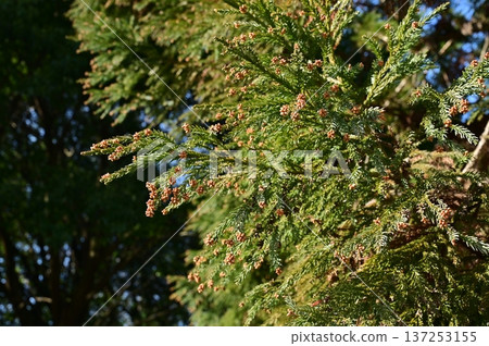 日本杉（柏科）雄花在花粉釋放前的景象 137253155