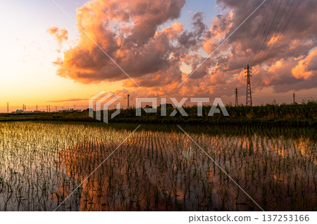 Sunset reflected in rice fields Sunset reflected in rice fields 137253166
