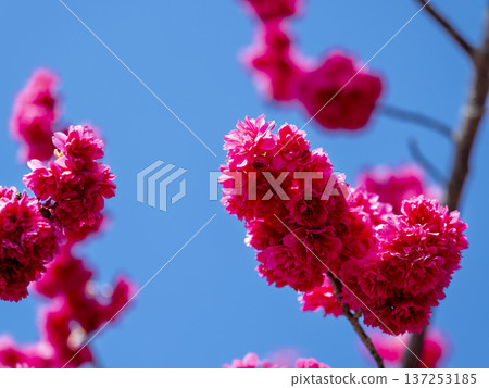 重瓣冬櫻花在藍天中翩翩起舞,緋紅的花朵在天空中搖曳生姿。 重瓣冬櫻花在藍天中翩翩起舞,緋紅的花朵在天空中搖曳生姿。 137253185