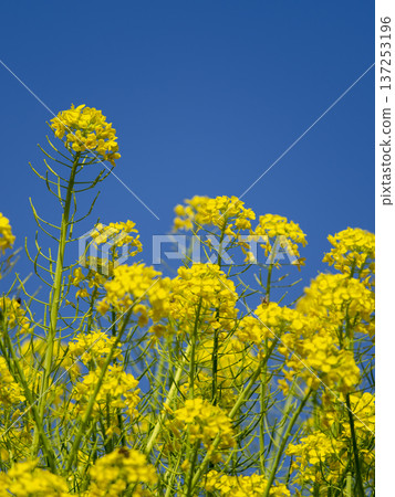 油菜花開向藍天 油菜花開向藍天 137253196