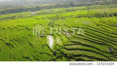 Vibrant green rice terraces fields and traditional farming huts carved into the hillsides of Lombok island, illustrating sustainable agriculture and natural beauty. Aerial drone view panorama Vibrant green rice terraces fields and traditional farming huts carved into the hillsides of Lombok island, illustrating sustainable agriculture and natural beauty. Aerial drone view panorama 137253204