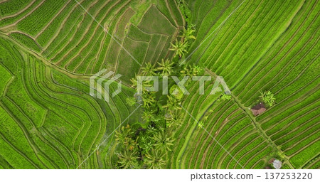Top down green rice terraces of Bali, Ubud region, creating intricate agricultural patterns of rural landscape, line of vibrant palm trees winding through fields. Aerial view drone zoom out Top down green rice terraces of Bali, Ubud region, creating intricate agricultural patterns of rural landscape, line of vibrant palm trees winding through fields. Aerial view drone zoom out 137253220