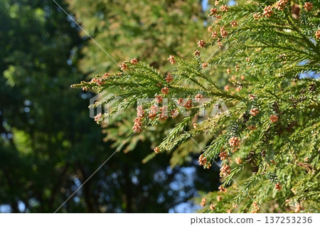 日本杉(柏科)雄花在花粉釋放前的景象 日本杉(柏科)雄花在花粉釋放前的景象 137253236