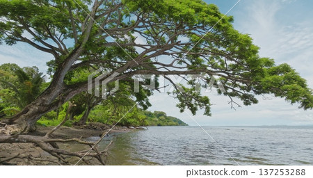 Drone fly under large green tropical tree with sprawling branches creating natural shade along the serene ocean coastline of Savusavu, island paradise in Fiji under a bright sky. Nature background Drone fly under large green tropical tree with sprawling branches creating natural shade along the serene ocean coastline of Savusavu, island paradise in Fiji under a bright sky. Nature background 137253288