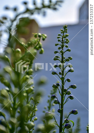 Close-up of delphinium plant in a garden with blue flowers, foxglove. Green and blue flowers in the rural. Flower and plant. 137253357