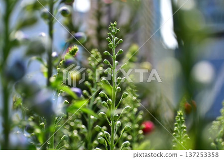 Close-up of delphinium plant in a garden with blue flowers, foxglove. Green and blue flowers in the rural. Flower and plant. 137253358
