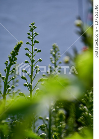 Close-up of delphinium plant in a garden with blue flowers, foxglove. Green and blue flowers in the rural. Flower and plant. 137253360