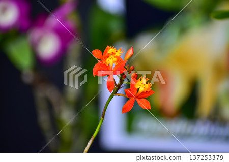 Close-up of fire-star orchid in the garden. Orange fire-star orchid flower in rural. Flower and plant. Close-up of fire-star orchid in the garden. Orange fire-star orchid flower in rural. Flower and plant. 137253379