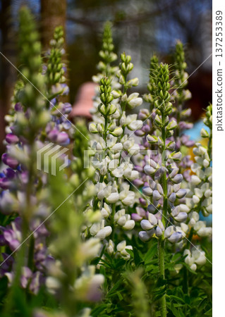 Close-up of white Lupinus albus in the garden. White flowers in bloom in the rural. Flower and plant. 137253389