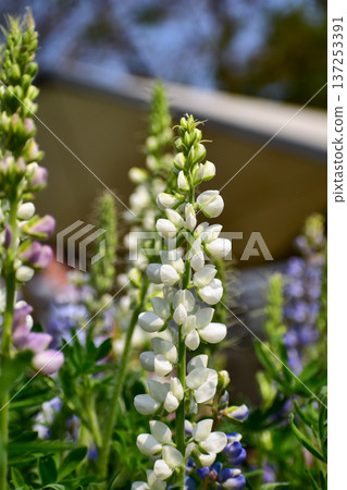 Close-up of white Lupinus albus in the garden. White flowers in bloom in the rural. Flower and plant. 137253391