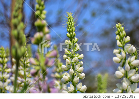 Close-up of white Lupinus albus in the garden. White flowers in bloom in the rural. Flower and plant. Close-up of white Lupinus albus in the garden. White flowers in bloom in the rural. Flower and plant. 137253392