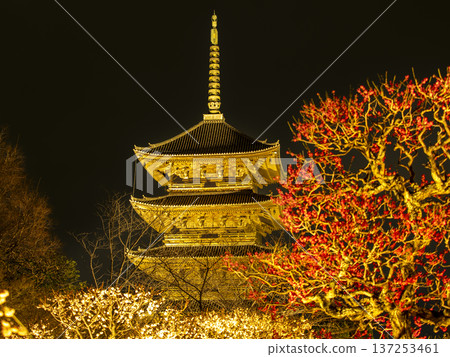 東寺五重塔掩映在盛開的梅花叢中。 137253461